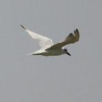 Sterne hansel/Gull-billed Tern
