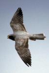 Faucon concolore/Sooty Falcon, Aïr