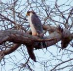 Faucon lanier adulte/adult Lanner Falcon