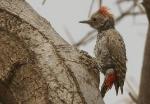 Pic gris / Little Grey Woodpecker