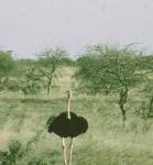 Autruche d'Afrique/Ostrich, Gadabeji 1956