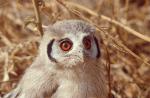 Petit-duc à face blanche/White-faced Scops Owl