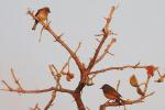 Rougequeue à front blanc / Common Redstart