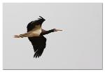 Cigogne d'Abdim / Abdim's Stork