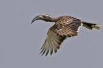 African Grey Hornbill - Calao à bec noir