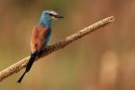 Abyssinian Roller - Rollier d'Abyssinie