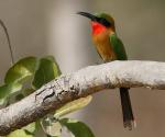 Red-throated Bee-eater - Guêpier à gorge rouge