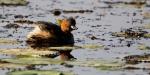 Little Grebe - Grèbe castagneux