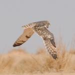 Hibou des marais/Short-eared Owl