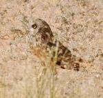 Hibou des marais/ Short-eared Owl