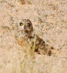 Hibou des marais/ Short-eared Owl