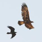 Aigle royal Corbeau brun/Golden Eagle Br-n Raven