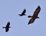 Aigle royal Corbeau brun/Golden Eagle Br-n Raven