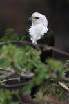 African Fish Eagle - Pygargue vocifer