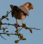 Faucon à cou rouge/Red-necked Falcon