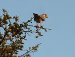 Faucon à cou rouge/Red-necked Falcon