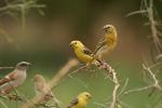 Moineau doré/Sudan Golden Sparrow
