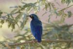 Choucador oreillons bleus/Grtr Blue-eared Starlin
