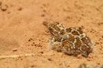 Ganga à ventre brun / Chestnut-bellied Sandgrouse