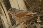 Bruant striolé / House Bunting
