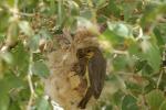 Souimanga pygmée / Pygmy sunbird