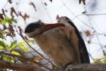 Calao à bec rouge / Red-billed Hornbill 