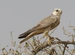 Faucon lanier/Lanner Falcon, ssp erlangeri