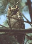 Greyish (Spotted) Eagle Owl