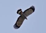 Gymnogène d'Afrique / African Harrier Hawk