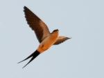 Red-rumped Swallow / Hirondelle rousseline