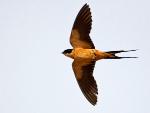 Rufous-chested Swallow / Hirondelle à ventre roux