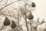 Tisserin vitellin / Vitelline Masked Weaver