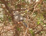 Tourterelle masquée femelle/ Namaqua Dove female