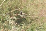 Tourterelle masquée mâle/ Namaqua Dove male
