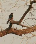 Faucon de Cuvier / African Hobby