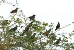Choucador à ventre roux /Chestnut-bellied Starling