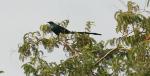 Choucador à longue queuLong-tailed Glossy Starling