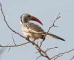 Calao à bec rouge / Red-billed Hornbill