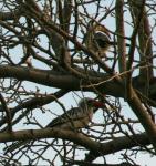 Calao à bec rouge / Red-billed Hornbill