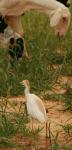 Héron gardeboeufs / Cattle Egret