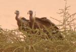 Vautour de Rüppell / Rüppell's Griffon Vulture