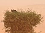 Vautour de Rüppell / Rüppell's Griffon Vulture