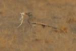 Sirli du désert / Greater Hoopoe Lark