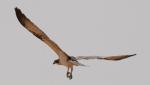 Balbusard pêcheur / Osprey