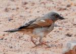 Moineau gris / Northern Grey-headed Sparrow