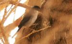 Fauvette mélanocéphale / Sardinian Warbler