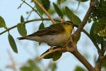 Pouillot siffleur / Wood Warbler