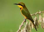 Little Bee-eater / Guêpier nain
