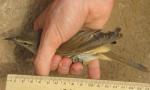 Rousserolle turdoïde / Great Reed Warbler