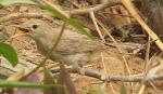 Hypolaïs pâle / Eastern Olivaceous Warbler